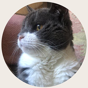 Buddy Cat Memorial