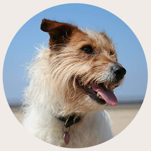 Bella | Always in our hearts | Peaceful Paws Vet