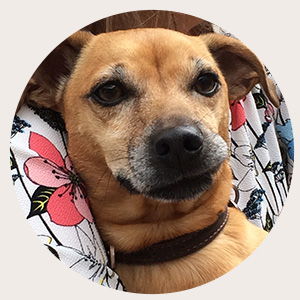 Django | Home Pet Euthanasia Services