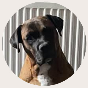 Tigger | Contact Peaceful Paws Vet today for Pet Euthanasia in your home